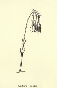 gitar penisi by Edward Lear
